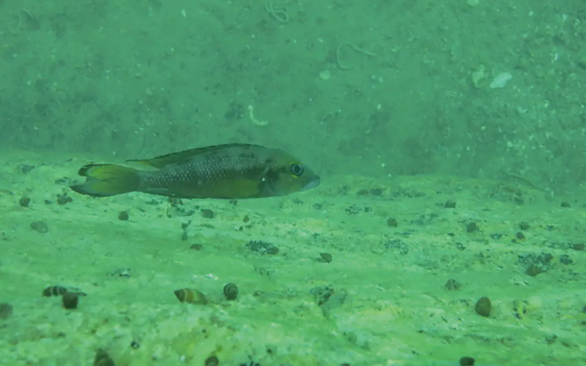 フルシファー(学名:Neolamprologus furcifer)