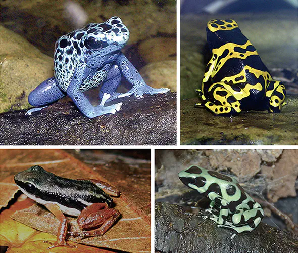 鮮やかな体色で外敵に警告するヤドクガエルの仲間