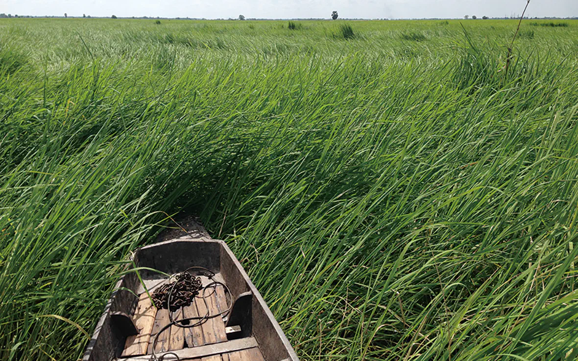 浮きイネ(学名:Oryza sativa)